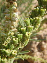 Reseda stenostachya