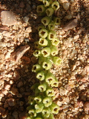 Reseda stenostachya