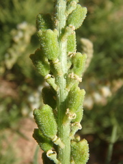 Reseda stenostachya