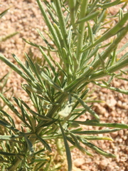 Reseda stenostachya
