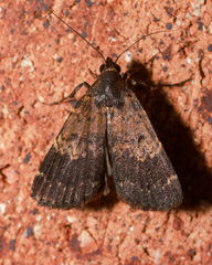 Hydrillodes lentalis