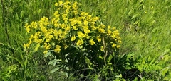 Euphorbia stepposa