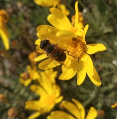 Eristalis similis