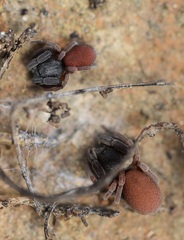 Palpimanus gibbulus