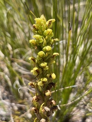Disa cylindrica