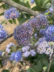 Memecylon umbellatum