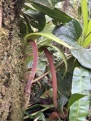 Anthurium concinnatum