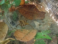 Aglaoctenus lagotis