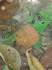Aglaoctenus lagotis