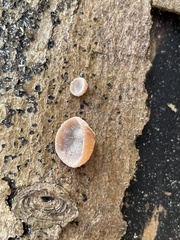 Schizophyllum amplum