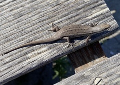 Trachylepis variegata