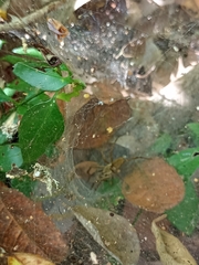 Aglaoctenus lagotis