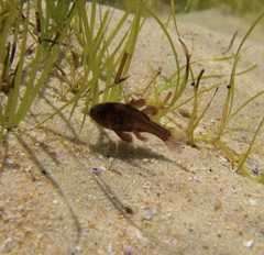 Vincentia conspersa
