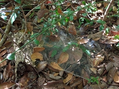 Aglaoctenus lagotis