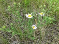 Aster biennis