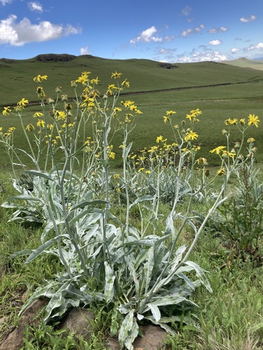 Senecio macrospermus image