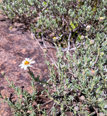 Eumorphia prostrata