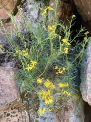 Senecio harveianus