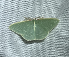 Chlorocoma melocrossa