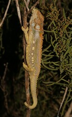 Bradypodion gutturale