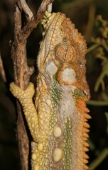 Bradypodion gutturale