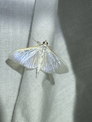 Margaroniini