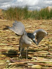 Nycticorax nycticorax