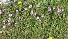 Erodium acaule