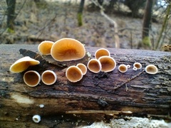 Schizophyllum amplum