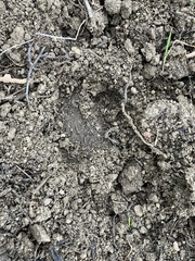 Sus scrofa meridionalis