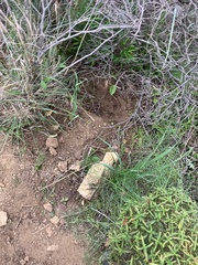 Sus scrofa meridionalis