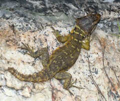 Pseudocordylus microlepidotus microlepidotus