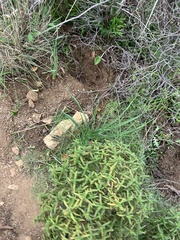 Sus scrofa meridionalis