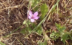 Erodium acaule
