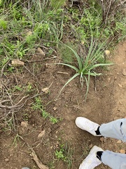 Sus scrofa meridionalis