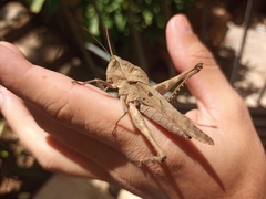 Xyleus discoideus