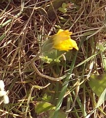 Crepis sancta