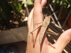 Xyleus discoideus
