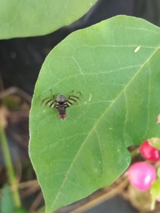 Pterotaenia