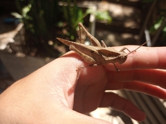 Xyleus discoideus