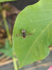 Pterotaenia