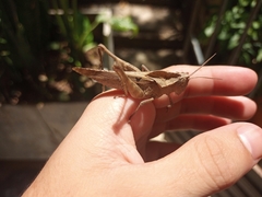 Xyleus discoideus