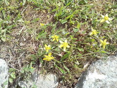 Ranunculus oxyspermus
