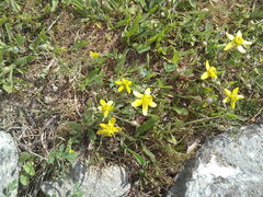 Ranunculus oxyspermus