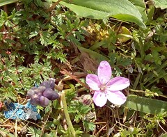 Erodium acaule