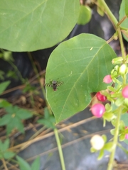 Pterotaenia