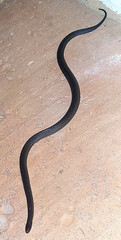 Atractus werneri