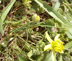 Ranunculus oxyspermus