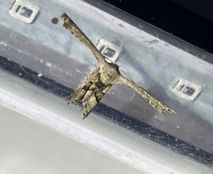 Phazaca interrupta