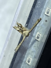Phazaca interrupta